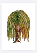 ‘Willow Tree 2’