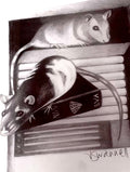 Rats