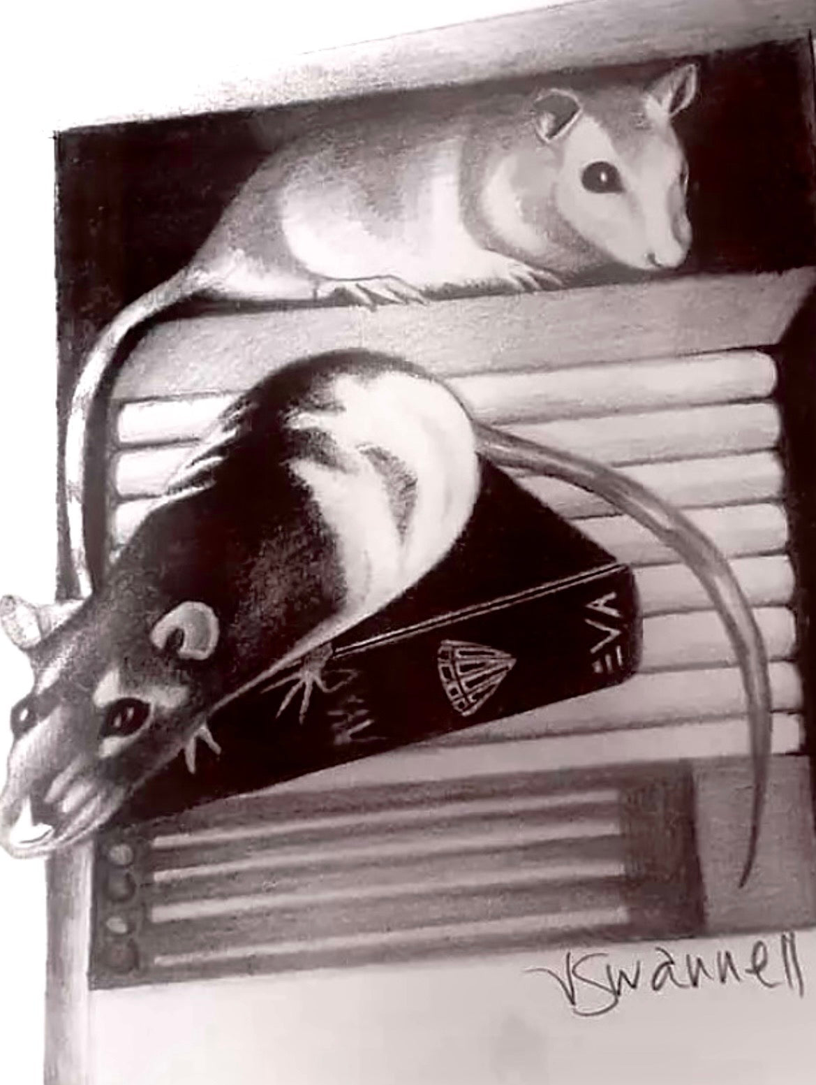 Rats