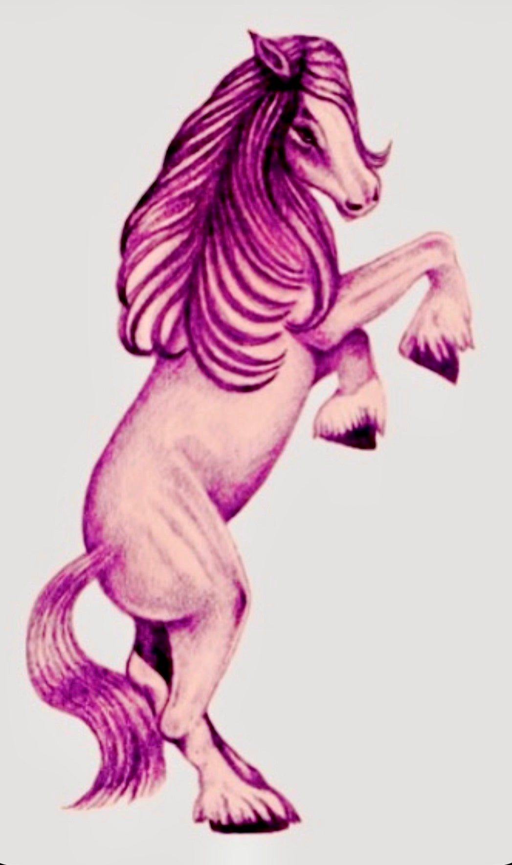 Gypsy Horse