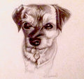 Dog 1